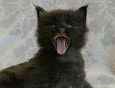 Wildfee's Norwegische Waldkatzen Wildfee's Salem Saberhagen - 4 Wochen alt