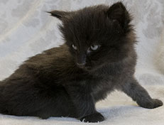 Wildfee's Norwegische Waldkatzen Wildfee's Salem Saberhagen - 4 Wochen alt alt