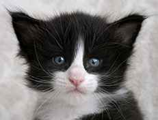 Wildfee's Norwegische Waldkatzen Wildfee's Samson - 4 Wochen alt