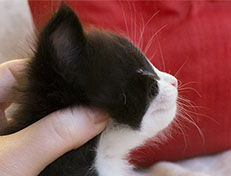 Wildfee's Norwegische Waldkatzen Wildfee's Samson - 4 Wochen alt