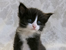 Wildfee's Norwegische Waldkatzen Wildfee's Samson - 4 Wochen alt