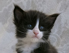 Wildfee's Norwegische Waldkatzen Wildfee's Samson - 4 Wochen alt