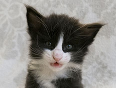 Wildfee's Norwegische Waldkatzen Wildfee's Samson - 4 Wochen alt alt