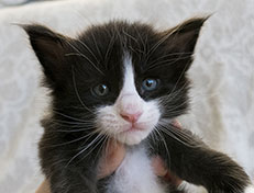 Wildfee's Norwegische Waldkatzen Wildfee's Samson - 4 Wochen alt alt