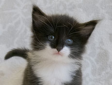 Wildfee's Norwegische Waldkatzen Wildfee's Siri Swana - 4 Wochen alt