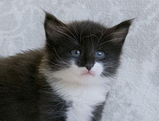 Wildfee's Norwegische Waldkatzen Wildfee's Siri Swana - 4 Wochen alt