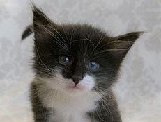 Wildfee's Norwegische Waldkatzen Wildfee's Siri Swana - 4 Wochen alt alt