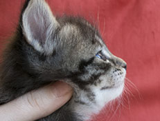 Wildfee's Norwegische Waldkatzen Wildfee's Solgunn - 4 Wochen alt