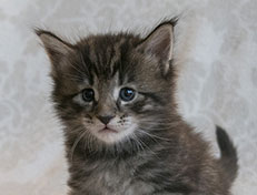 Wildfee's Norwegische Waldkatzen Wildfee's Solgunn - 4 Wochen alt