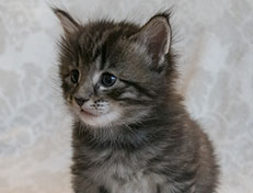 Wildfee's Norwegische Waldkatzen Wildfee's Solgunn - 4 Wochen alt