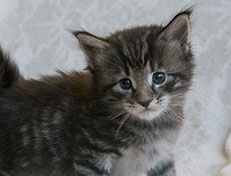 Wildfee's Norwegische Waldkatzen Wildfee's Solgunn - 4 Wochen alt alt