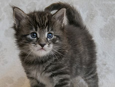 Wildfee's Norwegische Waldkatzen Wildfee's Solgunn - 4 Wochen alt alt