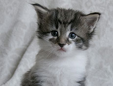 Wildfee's Norwegische Waldkatzen Wildfee's Solveig - 4 Wochen alt