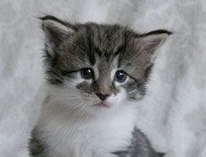 Wildfee's Norwegische Waldkatzen Wildfee's Solveig - 4 Wochen alt