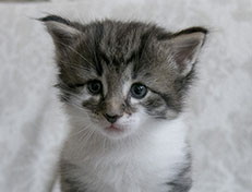 Wildfee's Norwegische Waldkatzen Wildfee's Solveig - 4 Wochen alt