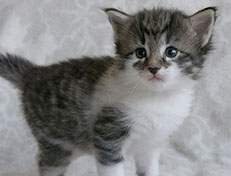 Wildfee's Norwegische Waldkatzen Wildfee's Solveig - 4 Wochen alt alt