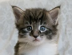 Wildfee's Norwegische Waldkatzen Wildfee's Sylvie - 4 Wochen alt