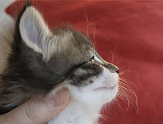 Wildfee's Norwegische Waldkatzen Wildfee's Sylvie - 4 Wochen alt