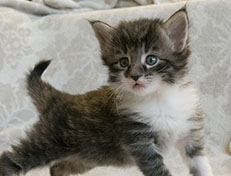 Wildfee's Norwegische Waldkatzen Wildfee's Sylvie - 4 Wochen alt