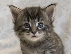 Wildfee's Norwegische Waldkatzen Wildfee's Synofee - 4 Wochen alt