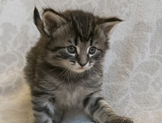 Wildfee's Norwegische Waldkatzen Wildfee's Synofee - 4 Wochen alt