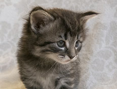 Wildfee's Norwegische Waldkatzen Wildfee's Synofee - 4 Wochen alt