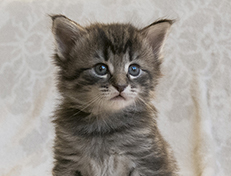 Wildfee's Norwegische Waldkatzen Wildfee's Synofee - 4 Wochen alt alt