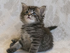 Wildfee's Norwegische Waldkatzen Wildfee's Synofee - 4 Wochen alt alt