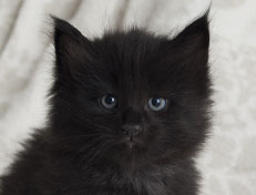 Wildfee's Norwegische Waldkatzen Wildfee's Salem Saberhagen - 5 Wochen alt