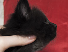 Wildfee's Norwegische Waldkatzen Wildfee's Salem Saberhagen - 5 Wochen alt