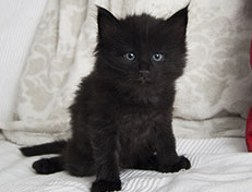 Wildfee's Norwegische Waldkatzen Wildfee's Salem Saberhagen - 5 Wochen alt