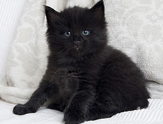 Wildfee's Norwegische Waldkatzen Wildfee's Salem Saberhagen - 5 Wochen alt