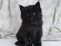 Wildfee's Norwegische Waldkatzen Wildfee's Salem Saberhagen - 5 Wochen alt alt