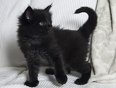 Wildfee's Norwegische Waldkatzen Wildfee's Salem Saberhagen - 5 Wochen alt alt