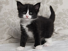 Wildfee's Norwegische Waldkatzen Wildfee's Samson - 5 Wochen alt