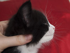 Wildfee's Norwegische Waldkatzen Wildfee's Samson - 5 Wochen alt