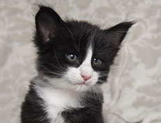 Wildfee's Norwegische Waldkatzen Wildfee's Samson - 5 Wochen alt