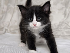 Wildfee's Norwegische Waldkatzen Wildfee's Samson - 5 Wochen alt