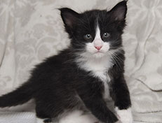 Wildfee's Norwegische Waldkatzen Wildfee's Samson - 5 Wochen alt alt