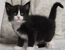 Wildfee's Norwegische Waldkatzen Wildfee's Samson - 5 Wochen alt alt