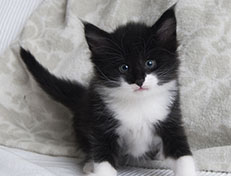 Wildfee's Norwegische Waldkatzen Wildfee's Siri Swana - 5 Wochen alt