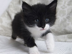 Wildfee's Norwegische Waldkatzen Wildfee's Siri Swana - 5 Wochen alt