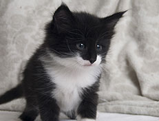 Wildfee's Norwegische Waldkatzen Wildfee's Siri Swana - 5 Wochen alt