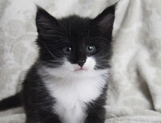 Wildfee's Norwegische Waldkatzen Wildfee's Siri Swana - 5 Wochen alt alt