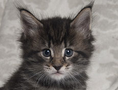 Wildfee's Norwegische Waldkatzen Wildfee's Solgunn - 5 Wochen alt