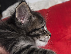 Wildfee's Norwegische Waldkatzen Wildfee's Solgunn - 5 Wochen alt