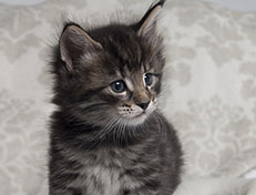 Wildfee's Norwegische Waldkatzen Wildfee's Solgunn - 5 Wochen alt