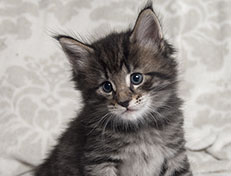 Wildfee's Norwegische Waldkatzen Wildfee's Solgunn - 5 Wochen alt