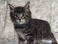 Wildfee's Norwegische Waldkatzen Wildfee's Solgunn - 5 Wochen alt alt