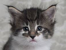 Wildfee's Norwegische Waldkatzen Wildfee's Solveig - 5 Wochen alt